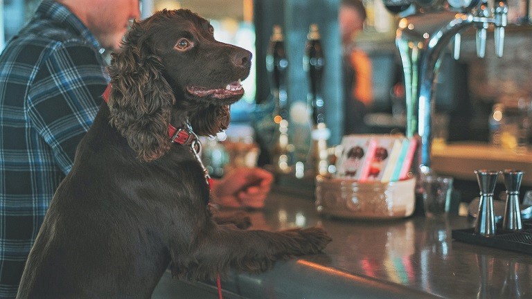 The Best Dog Friendly Pubs in the Lake District